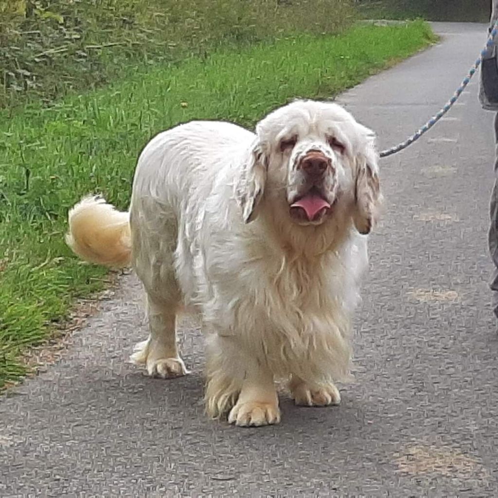 Les Clumber Spaniel de l'affixe Breizh Hillig