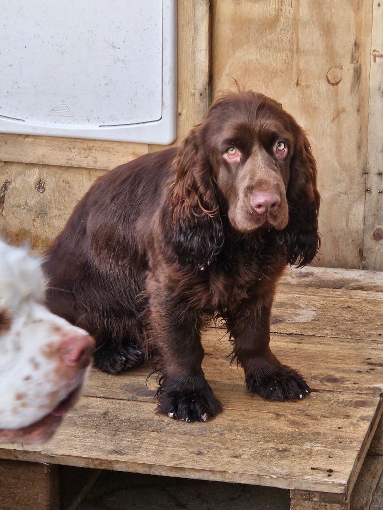 Les Sussex Spaniel de l'affixe Breizh Hillig