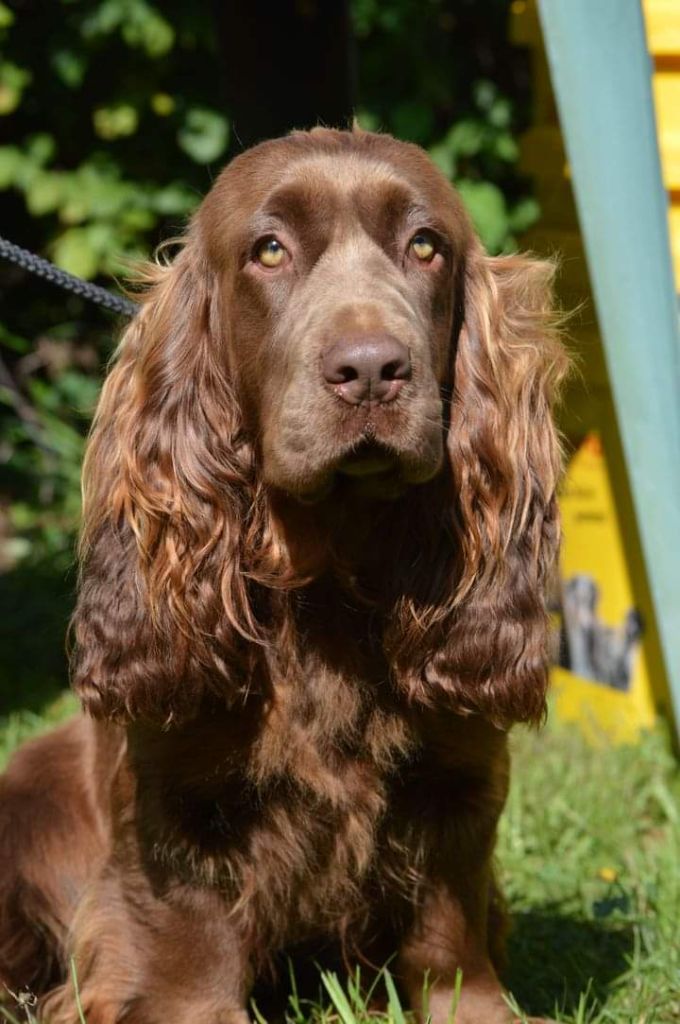 Les Sussex Spaniel de l'affixe Breizh Hillig