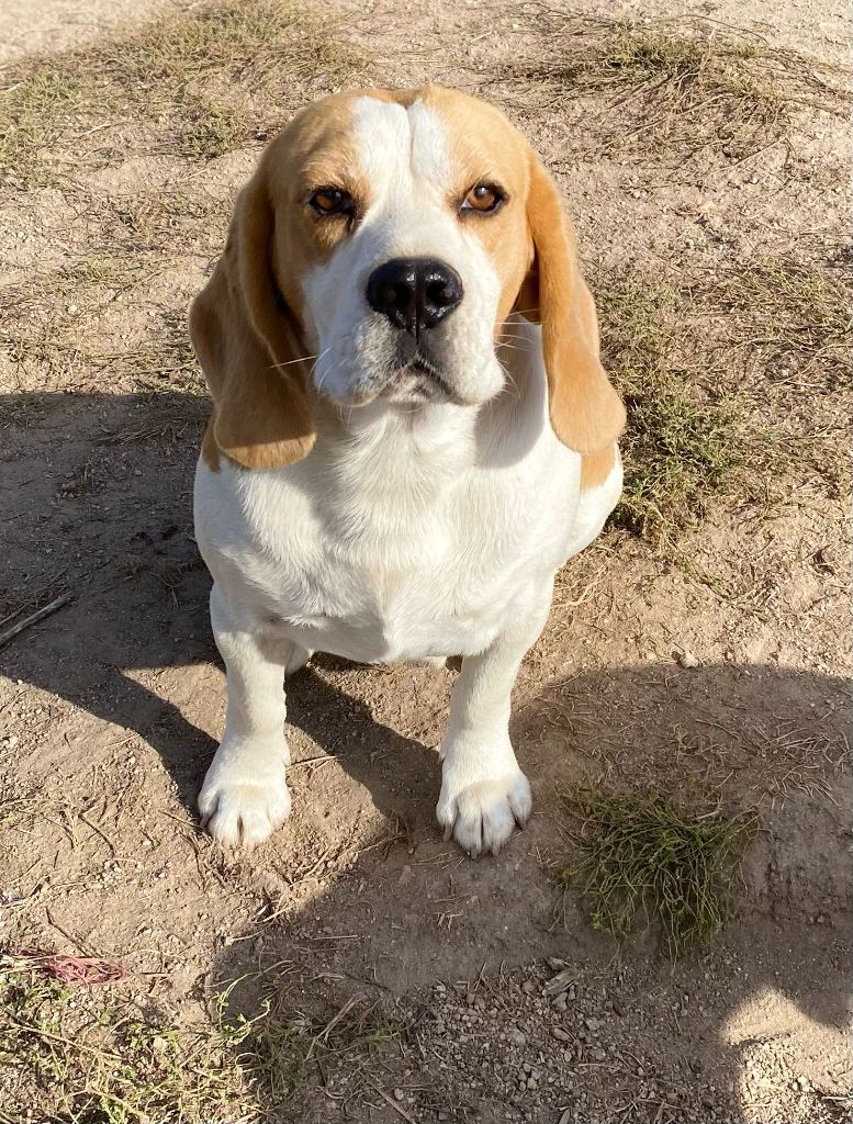 Les Beagle de l'affixe Breizh Hillig