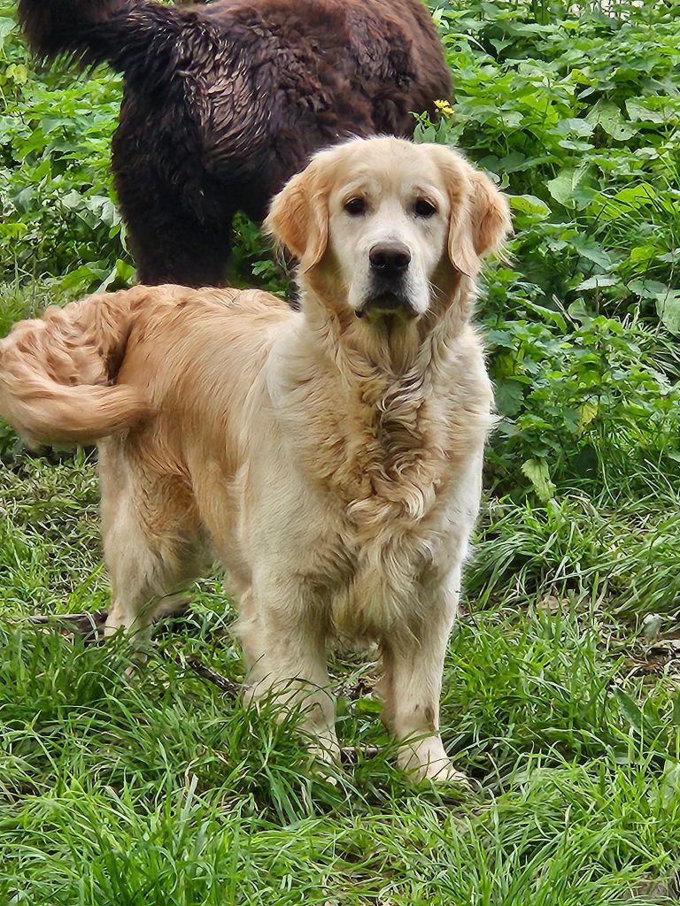 Les Golden Retriever de l'affixe Breizh Hillig