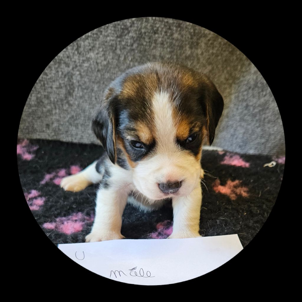 Breizh Hillig - Chiot disponible  - Beagle