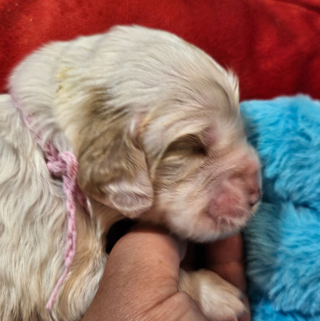 Breizh Hillig - Chiot disponible  - Clumber Spaniel