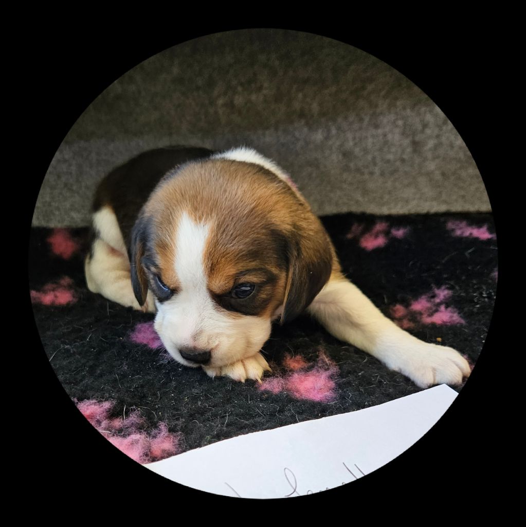 Breizh Hillig - Chiot disponible  - Beagle