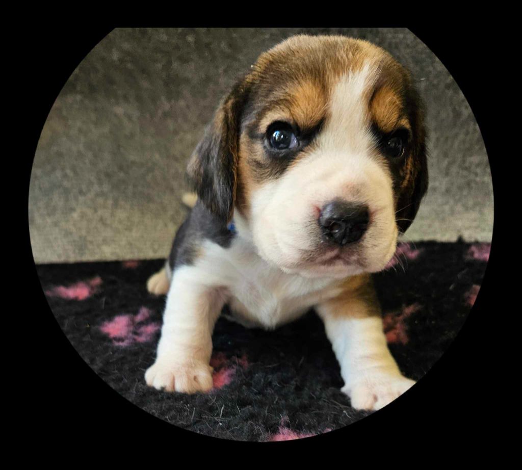 Breizh Hillig - Chiot disponible  - Beagle