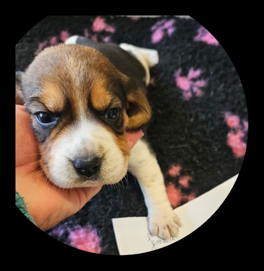 Breizh Hillig - Chiot disponible  - Beagle