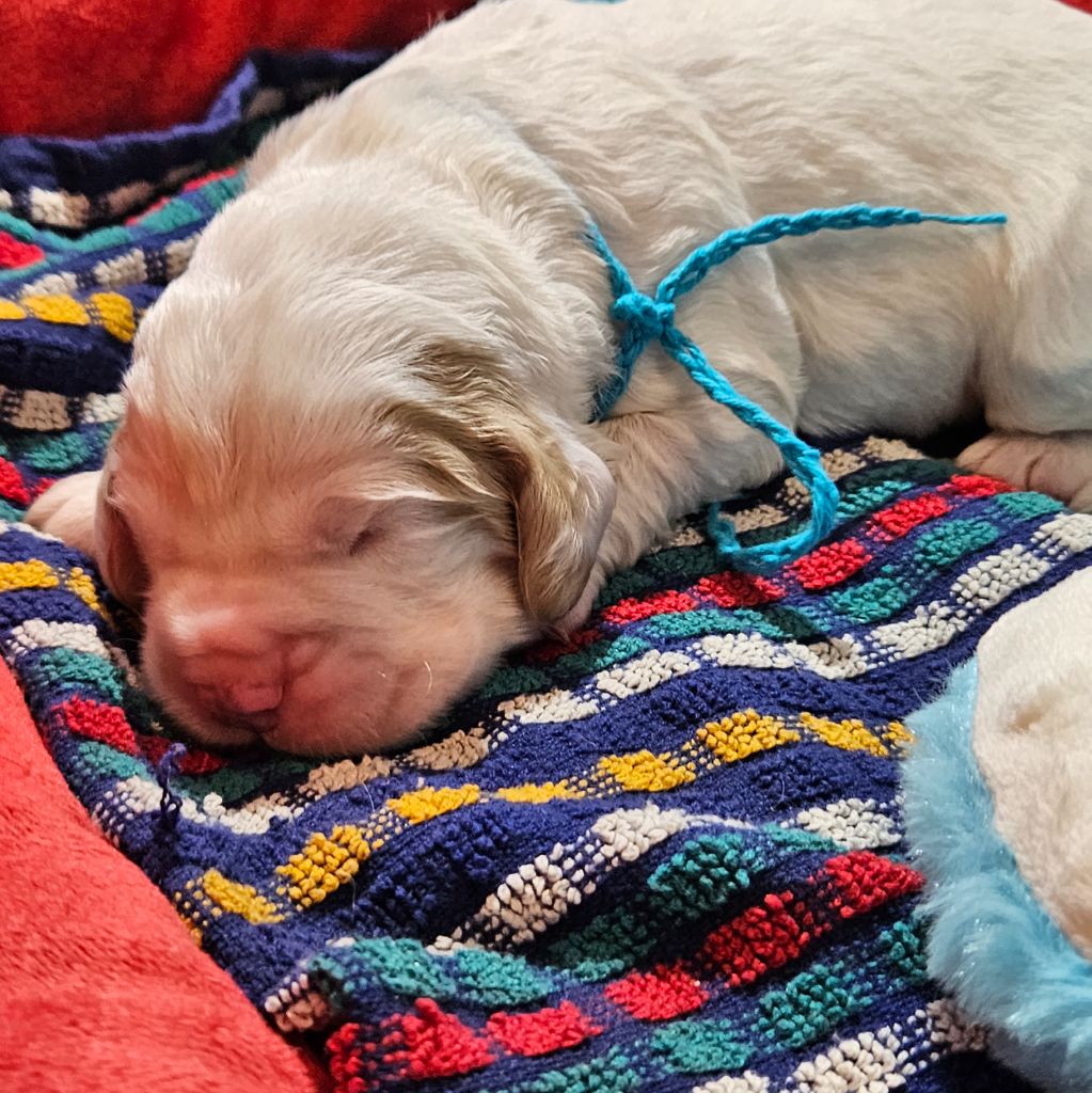 Breizh Hillig - Chiot disponible  - Clumber Spaniel