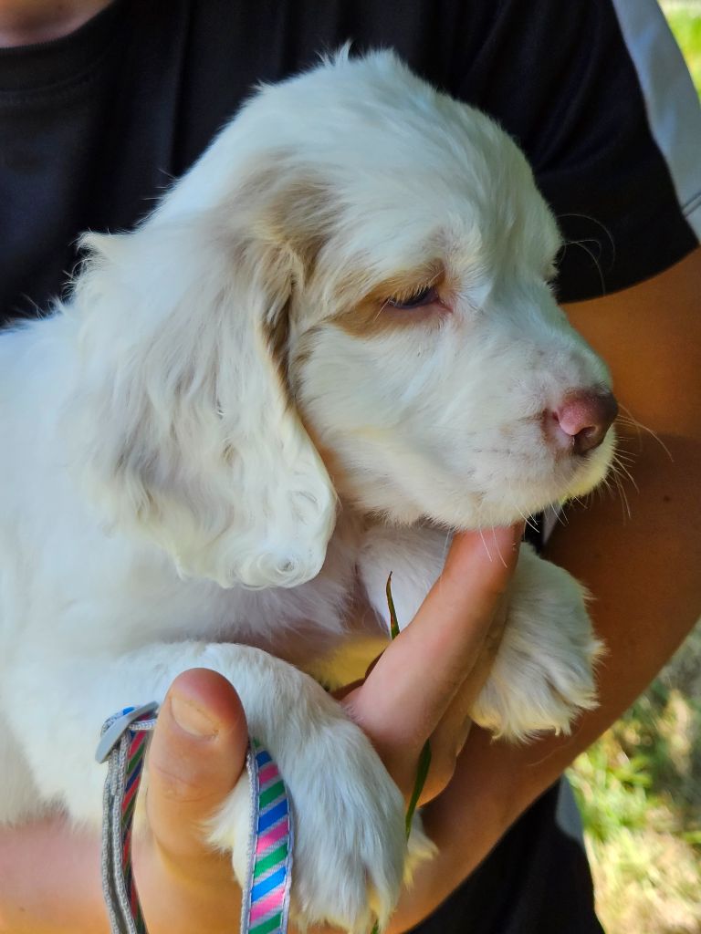 Breizh Hillig - Chiot disponible  - Clumber Spaniel