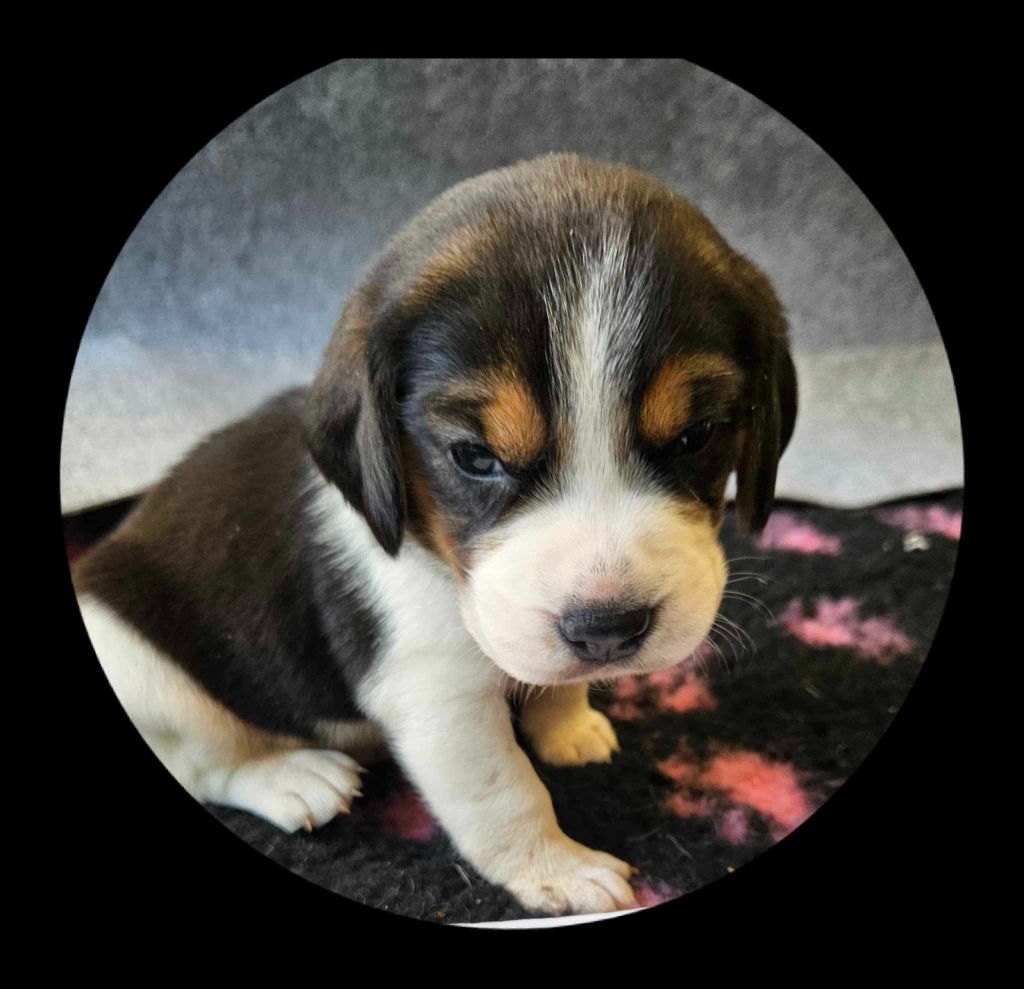 Breizh Hillig - Chiot disponible  - Beagle