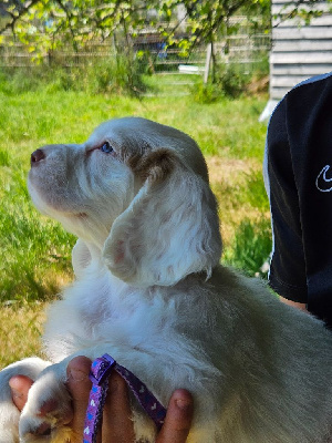 Breizh Hillig - Clumber Spaniel - Portée née le 03/05/2024