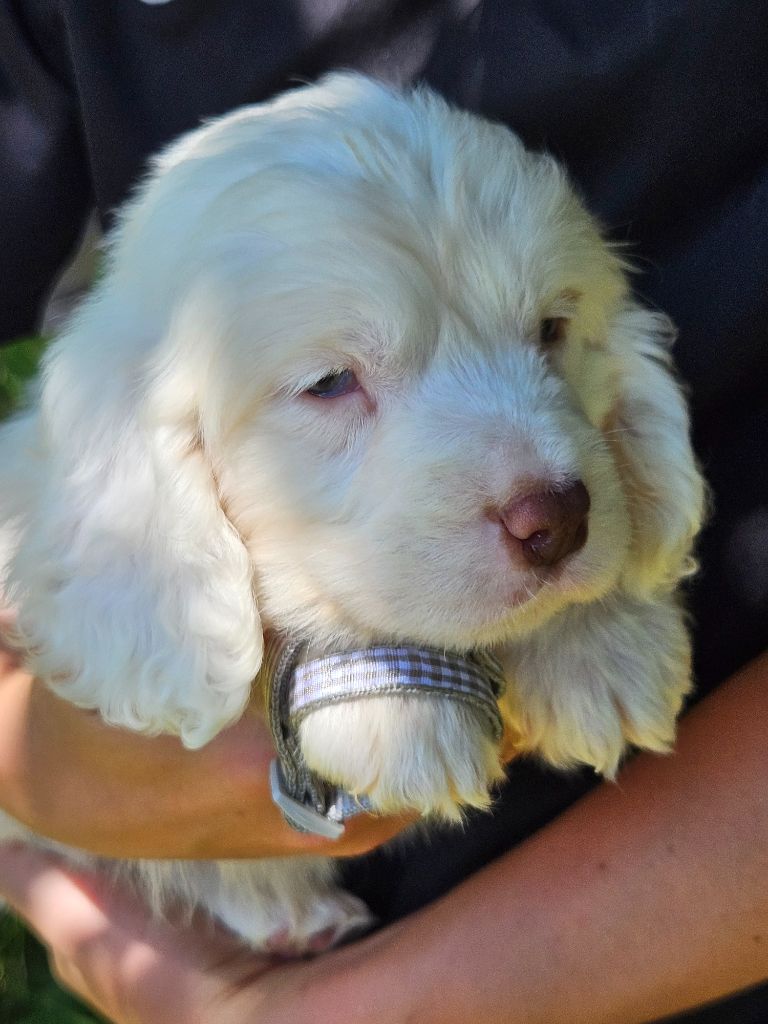 Breizh Hillig - Chiot disponible  - Clumber Spaniel