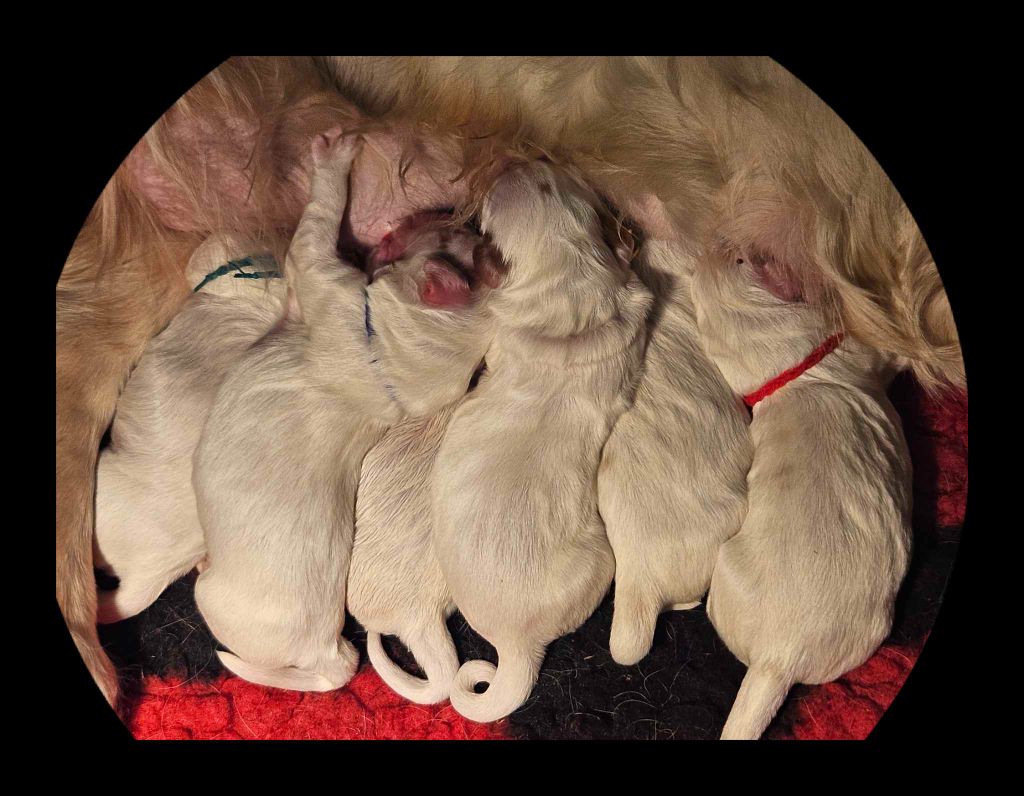 chiot Clumber Spaniel Breizh Hillig