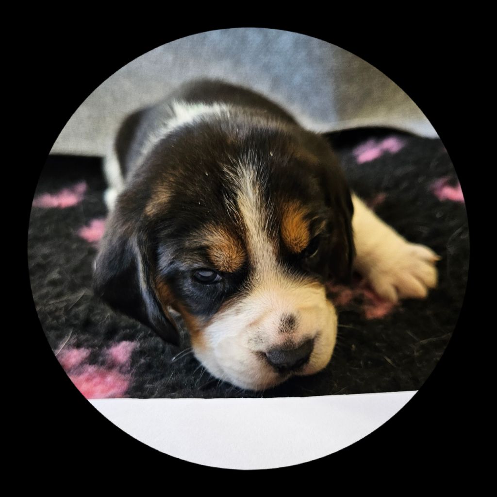 Breizh Hillig - Chiot disponible  - Beagle