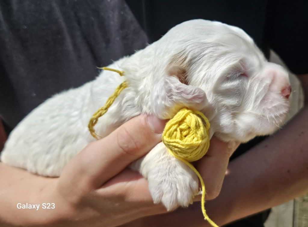 Breizh Hillig - Chiots disponibles - Clumber Spaniel