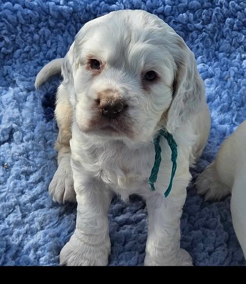 Breizh Hillig - Clumber Spaniel - Portée née le 29/12/2024