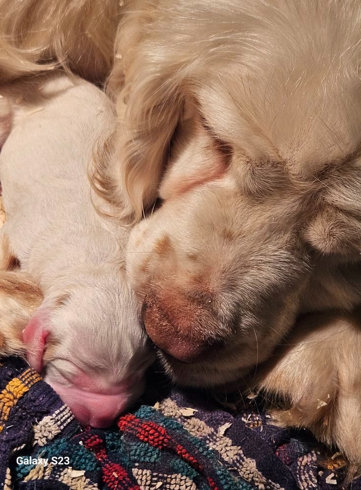 Breizh Hillig - Clumber Spaniel - Portée née le 28/05/2025