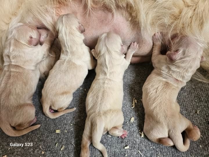 Chiot Golden Retriever Breizh Hillig