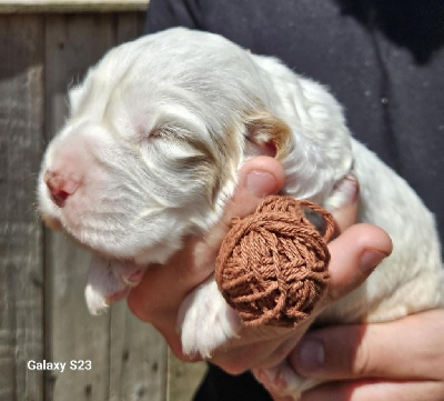 CHIOT