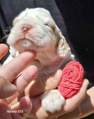 CHIOT