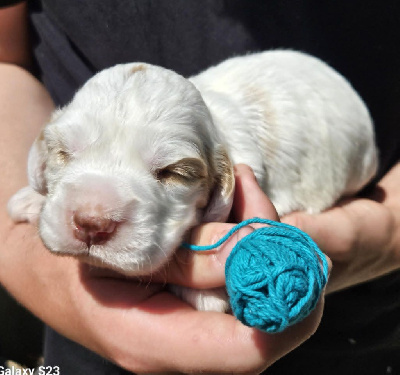 CHIOT