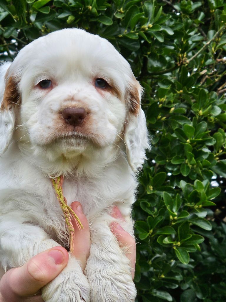 Breizh Hillig - Chiots disponibles - Clumber Spaniel