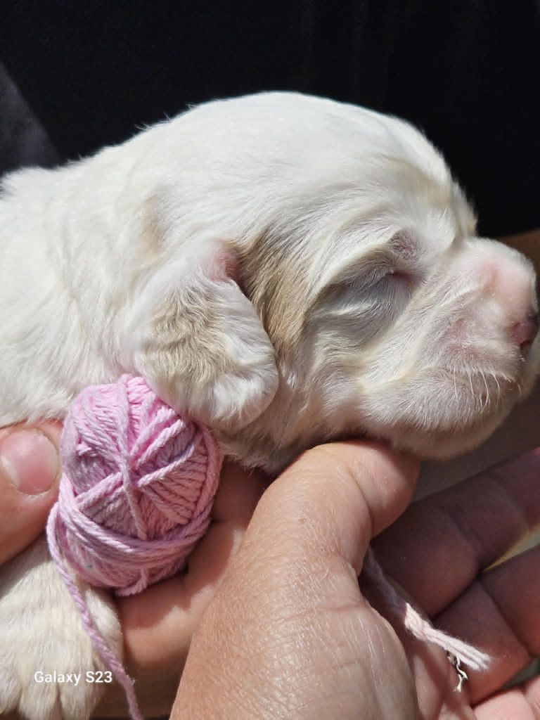 Breizh Hillig - Chiots disponibles - Clumber Spaniel